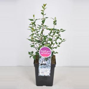 Sering (syringa chinensis "Bicolor")