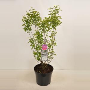 Sering (syringa chinensis "Bicolor")