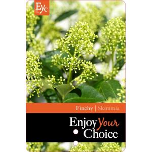 Skimmia (Skimmia Japonica “Finchy”®) heester