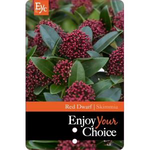 Skimmia (Skimmia Japonica “Red Dwarf”®) heester