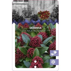 Skimmia (Skimmia Japonica “Red Dwarf”®) heester