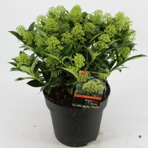 Skimmia (Skimmia Japonica “White Dwarf”®) heester