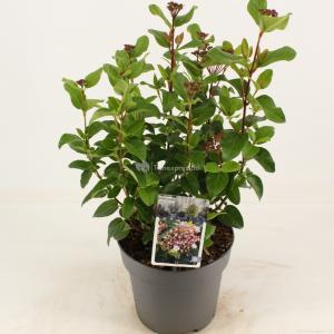 Sneeuwbal (Viburnum tinus “Lisa Rose”®) heester