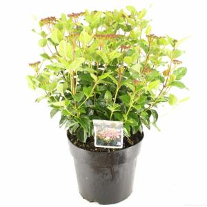 Sneeuwbal (Viburnum tinus “Lisa Rose”®) heester