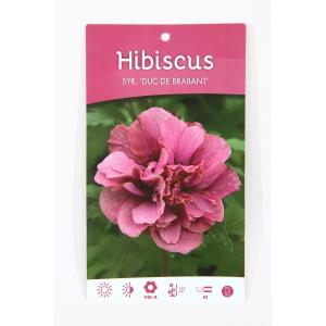 Hibiscus syriacus Duc de Brabant