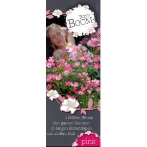 Trosroos (rosa rosy boom "Pink"®)