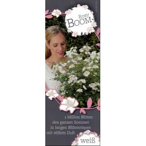 Trosroos (rosa rosy boom "White"®)