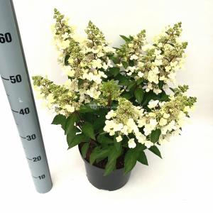 Hydrangea Paniculata "Magical Vesuvio"® pluimhortensia