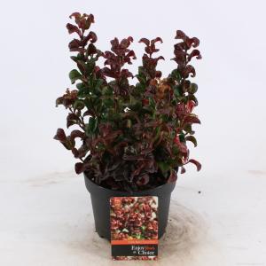 Druifheide (Leucothoe axillaris “Curly Red”®) heester