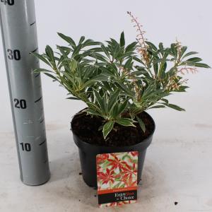 Rotsheide (Pieris “Flaming Silver”) heester