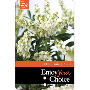 Rotsheide (Pieris Japonica “Debutante”) heester