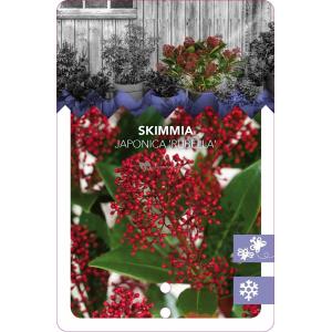 Skimmia (Skimmia Japonica “Rubella”) heester