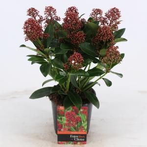 Skimmia (Skimmia Japonica “Rubella”) heester