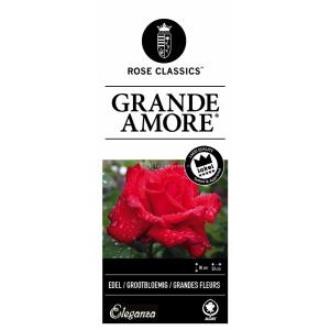 Grootbloemige roos (rosa "Grande Amore"®)