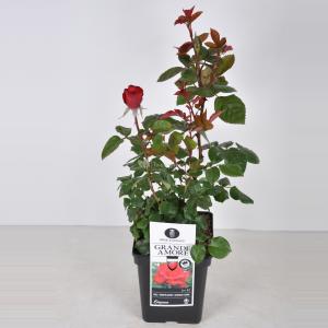 Grootbloemige roos (rosa "Grande Amore"®)