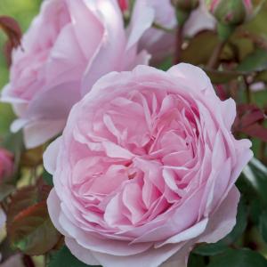 Engelse klimroos (rosa "Olivia Rose Austin"®)