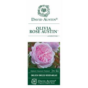 Engelse klimroos (rosa "Olivia Rose Austin"®)