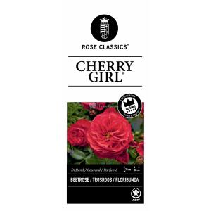 Trosroos (rosa "Cherry Girl"®)