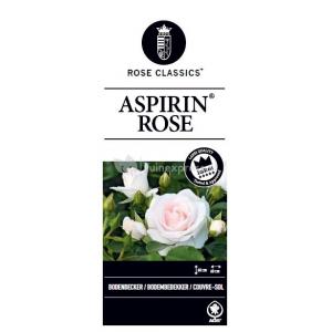 Trosroos op stam (rosa "Aspirin Rose"®)