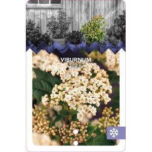 Sneeuwbal (Viburnum tinus) heester