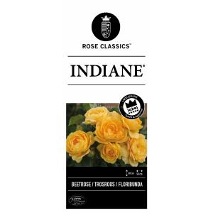 Trosroos (Rosa "Indiane"®)