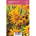 Kruiskruid (ligularia dentata "Othello") najaarsbloeier