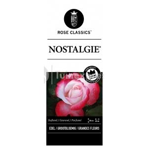 Grootbloemige roos op stam (rosa "Nostalgie"®)