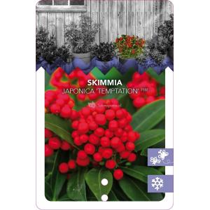 Skimmia (Skimmia Japonica “Temptation” PBR) heester