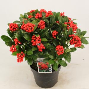 Skimmia (Skimmia Japonica “Temptation” PBR) heester