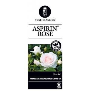 Trosroos op stam (rosa "Aspirin Rose"®)