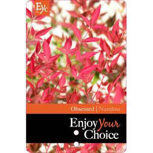 Hemelse bamboe (Nandina domestica “Obsessed”®) heester