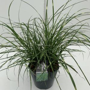 Prachtriet (Miscanthus sinensis "Little Zebra") siergras