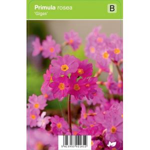 Sleutelbloem (primula rosea "Gigas") voorjaarsbloeier