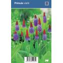 Orchideeprimula (primula vialii) schaduwplant
