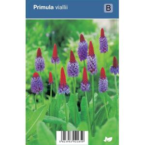 Orchideeprimula (primula vialii) schaduwplant