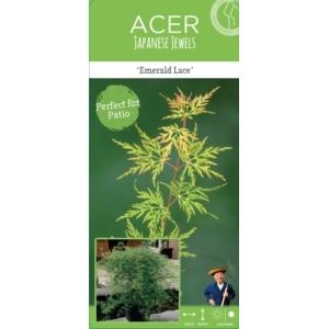 Japanse esdoorn (Acer palmatum "Emerald Lace") heester