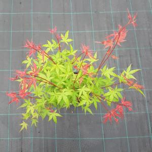 Japanse esdoorn (Acer palmatum "Phoenix") heester