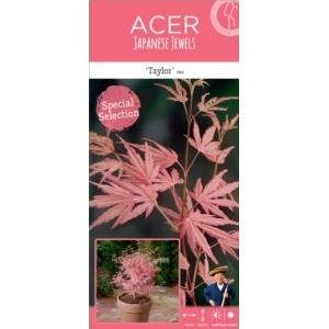 Japanse esdoorn (Acer palmatum "Taylor") heester