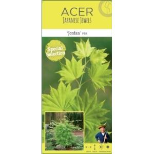 Japanse esdoorn (Acer shirasawanum "Jordan") heester