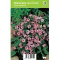 Longkruid (pulmonaria saccharata "Dora Bielefeld") voorjaarsbloeier