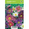 Wildemanskruid (pulsatilla vulgaris "Papageno") voorjaarsbloeier