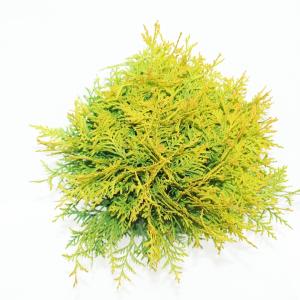 Westerse levensboom (Thuja occidentalis "Golden Globe") conifeer