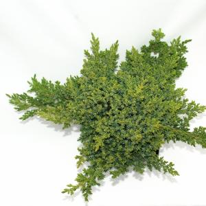 Kruipende jeneverbes (Juniperus procumbens "Nana") conifeer