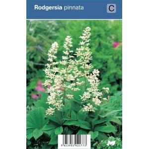 Schout bij nacht (rodgersia pinnata) schaduwplant