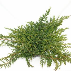 Kruipende jeneverbes (Juniperus horizontalis "Prince of Wales") conifeer