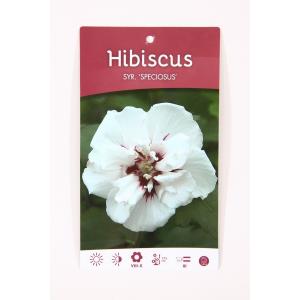 Hibiscus syriacus Speciosus