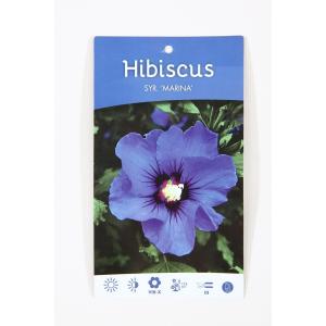 Hibiscus syriacus Oliseau Bleu