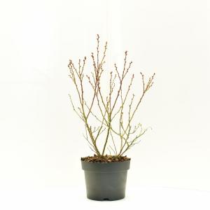 Bosbes (vaccinium corymbosum “Patio”) fruitplanten