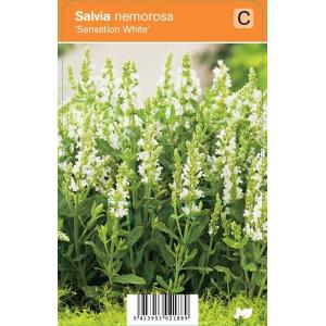 Salie (salvia nemorosa "Sensation White") zomerbloeier