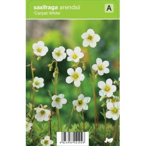 Mossteenbreek (saxifraga arendsii "Carpet White") voorjaarsbloeier